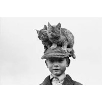 C.L.R. Cat Like Reflexes by Dan Hauss