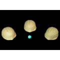 Coquilles De Noix Coquilles De Noix