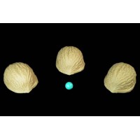 Coquilles De Noix