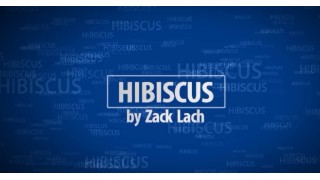 Hibiscus Magician Zack Lach