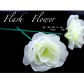 White Flash Flower by Gd Wu White Flash Flower by Gd Wu