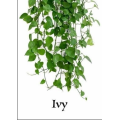 Ivy by Larry Travis Ivy by Larry Travis
