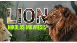 LION by Nikolas Mavresis