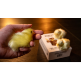 The Final Load (Baby Chicks) by Murphy s Magic The Final Load (Baby Chicks) by Murphy s Magic