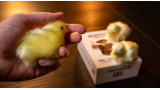 The Final Load (Baby Chicks) by Murphy s Magic The Final Load (Baby Chicks) by Murphy s Magic