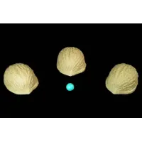 Coquilles De Noix